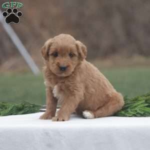 Holly, Goldendoodle Puppy